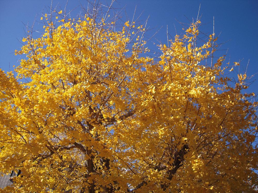 祖父江銀杏 005.jpg